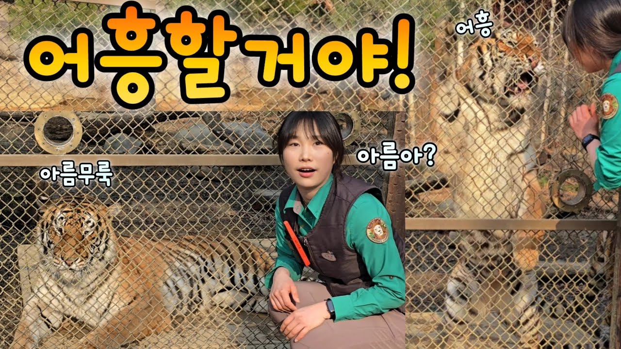 에버랜드 한국호랑이🐾아름이는 어흥을 몇번 했을까❓️예쁜 윤희언니와 예쁜 아름 우리 애니멀톡💕