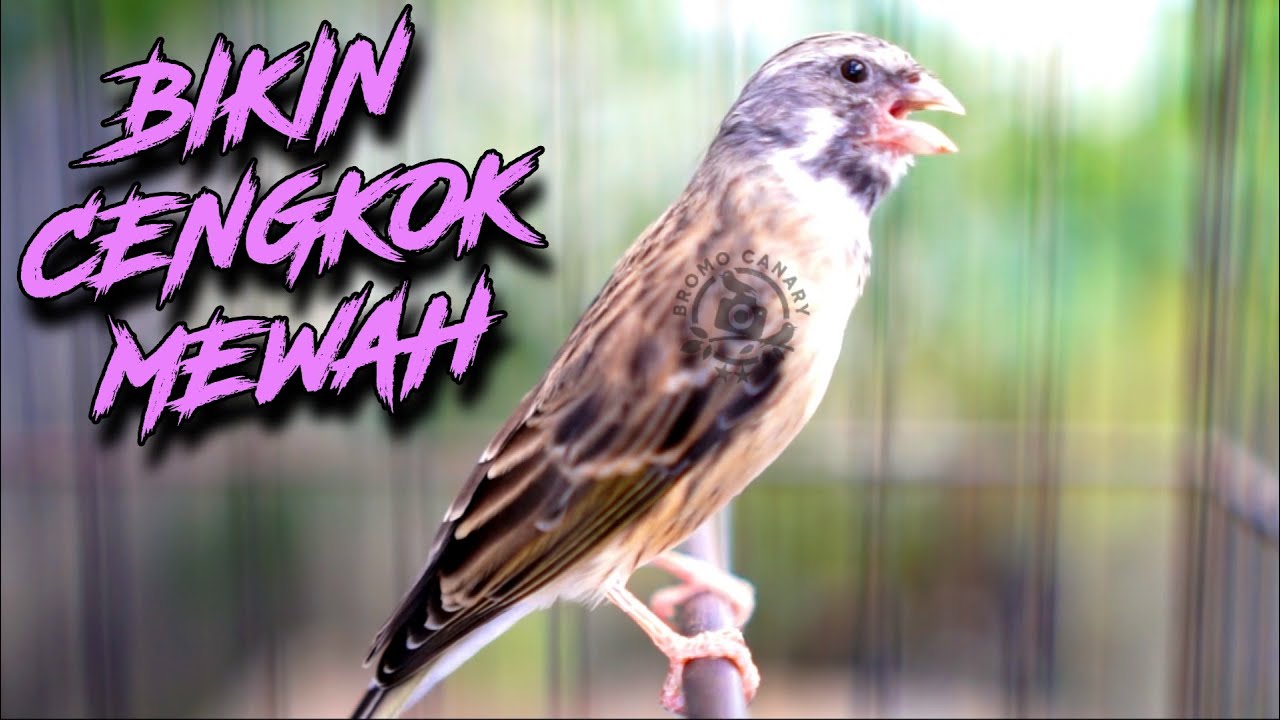 MASTERAN BLACKTHROAT GACOR BIKIN CENGKOK MEWAH KENARI PAUD
