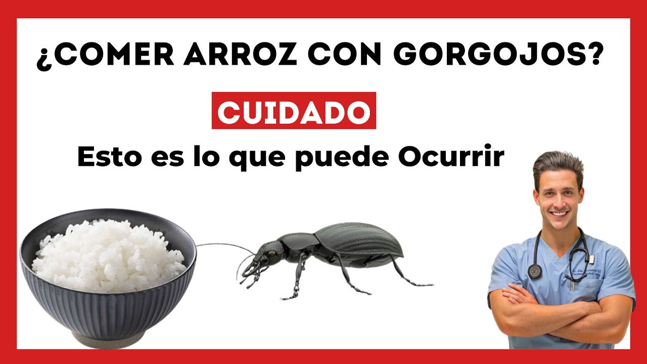 😱 &iquest;Qu&eacute; Pasa si se Come Arroz o Avena con Gorgojos? [Esto es lo que puede OCURRIR a tu SALUD]