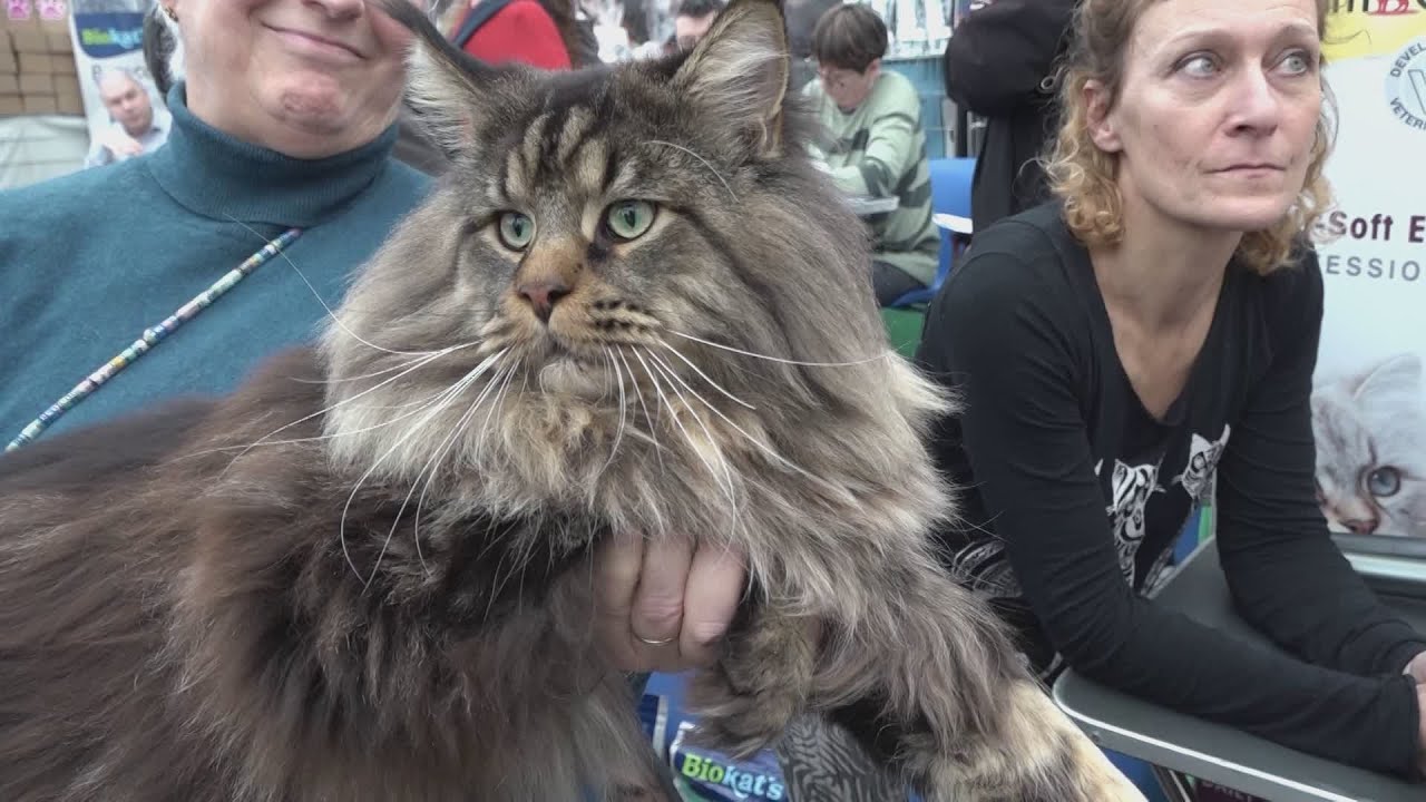 Mostra Felina Toscana Fair: 400 razze da tutto il mondo