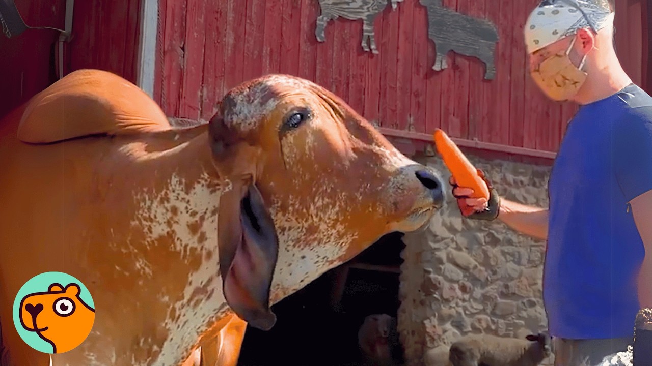 Giant Cow Loves To Purr When He Gets Scratches! | Cuddle Buddies
