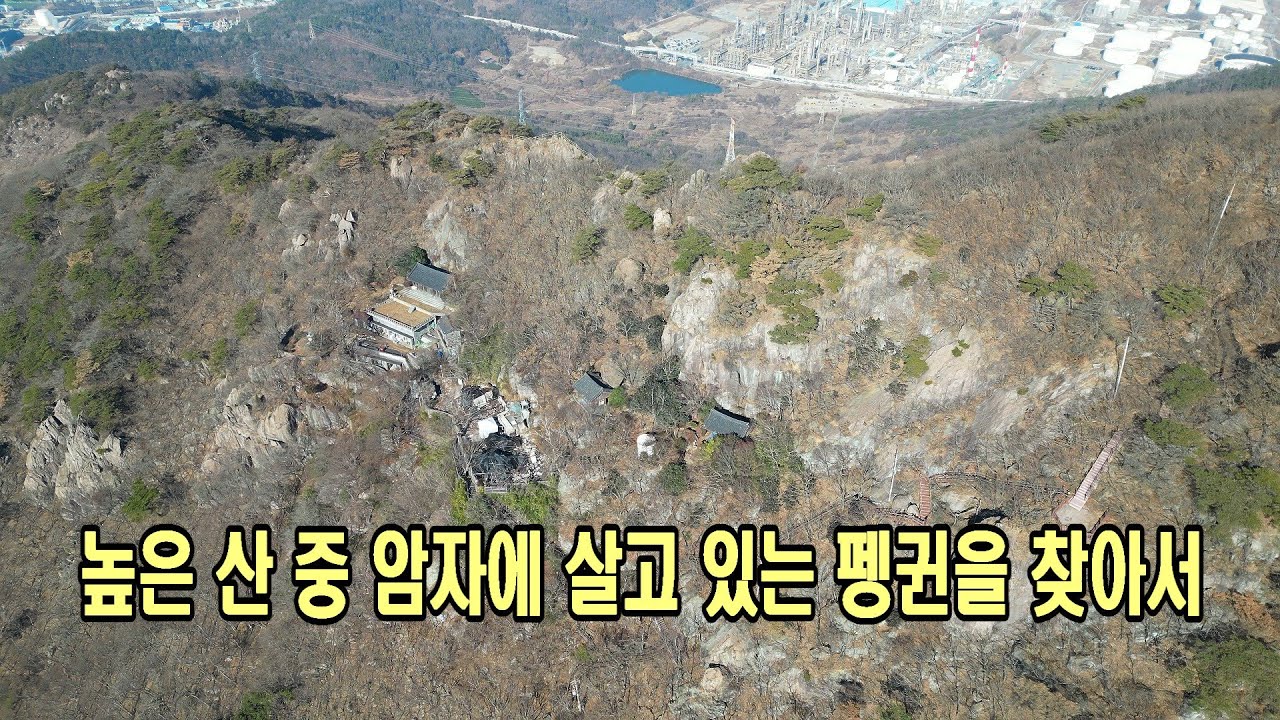 높은 산 중 암자에 살고 있는 펭귄을 찾아서