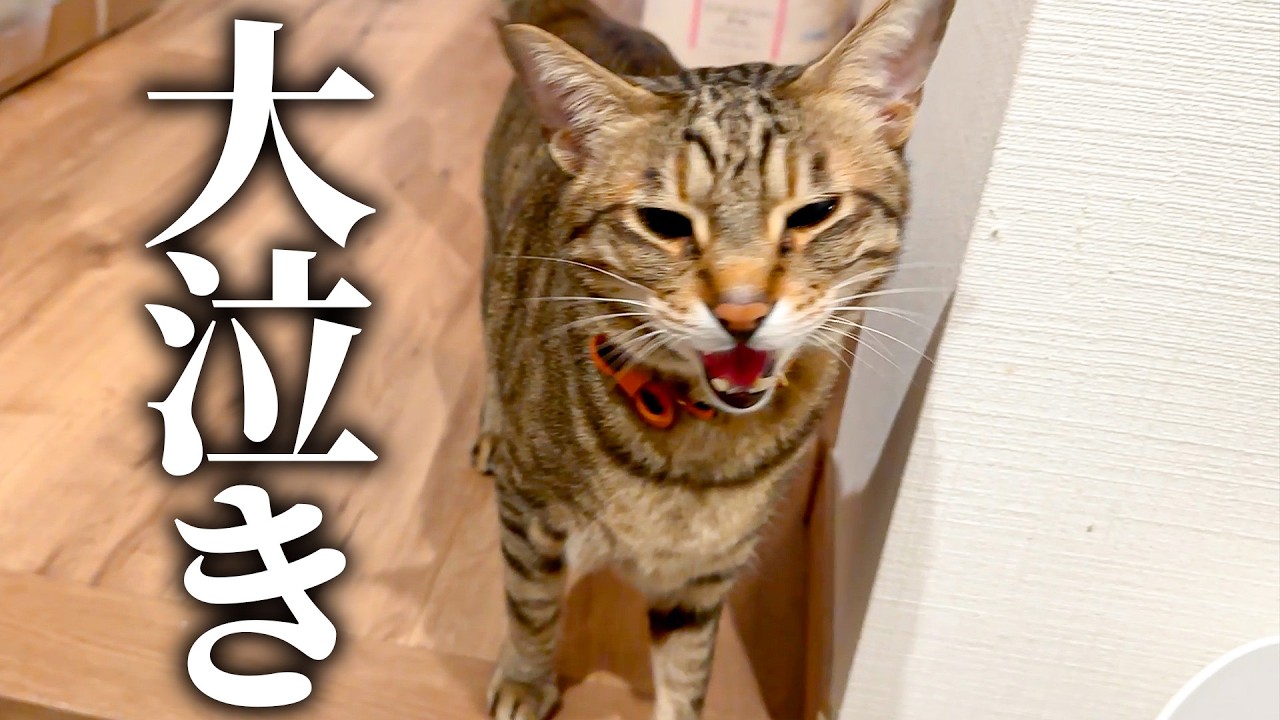 救急車で運ばれた飼い主を心配して大泣きする猫に全力で謝罪します&hellip;。