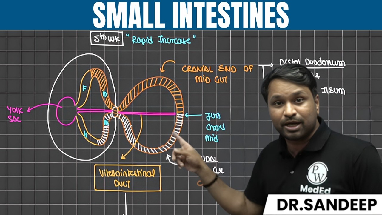 Small Intestines - Part 1 | Surgery | Bailey learned with Dr. Sandeep