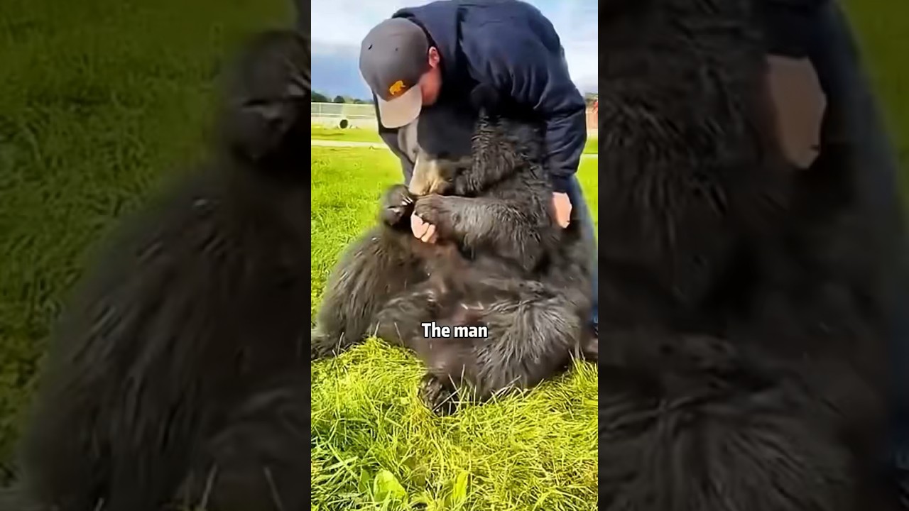 The man trusted by the black bear #rescue #shortvideo #animals #cute #bear
