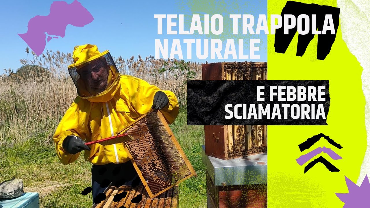 Apicoltura - La febbre sciamatoria