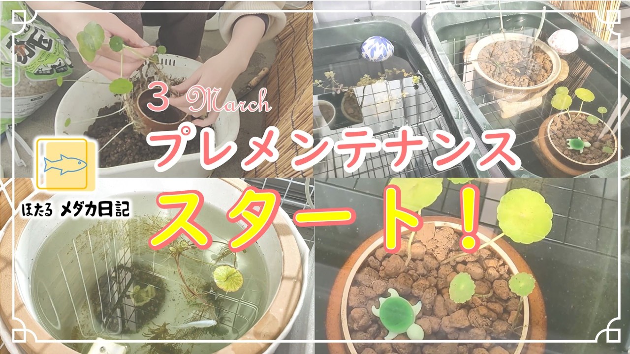 いよいよ3月！水草の手入れと底の汚れの掃除と足し水 #ビオトープ #メダ活 #メダカ #ベランダ