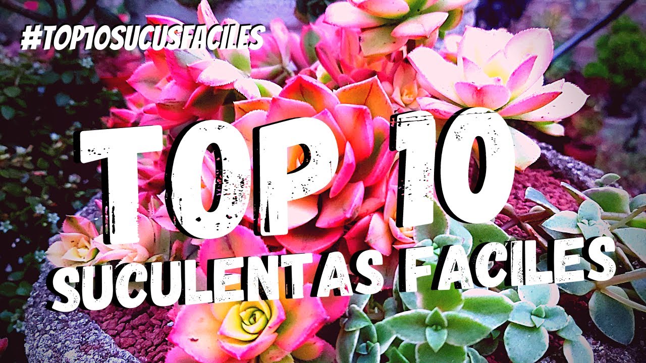 10 Suculentas fáciles de cuidar #Top10SucusFaciles