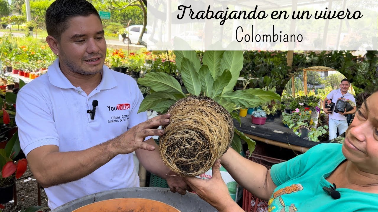 Un día como TRABAJADOR DE UN VIVERO, esto fue lo que hice 🧑🏼‍🌾 | vivero Emmanuel