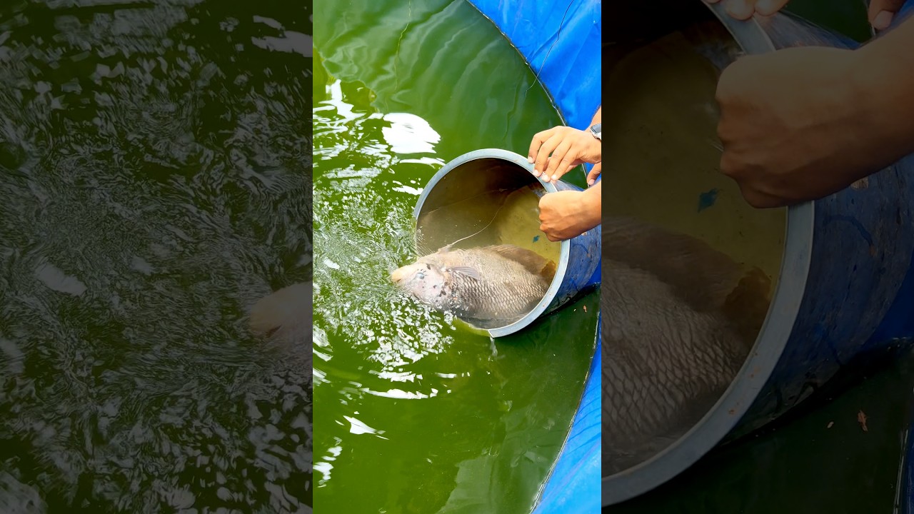 Giant gourami❤️&zwj;🔥 #gaurami #aquarium #fish #biofloc #tilapia #plantedaquarium #pond #freshwater