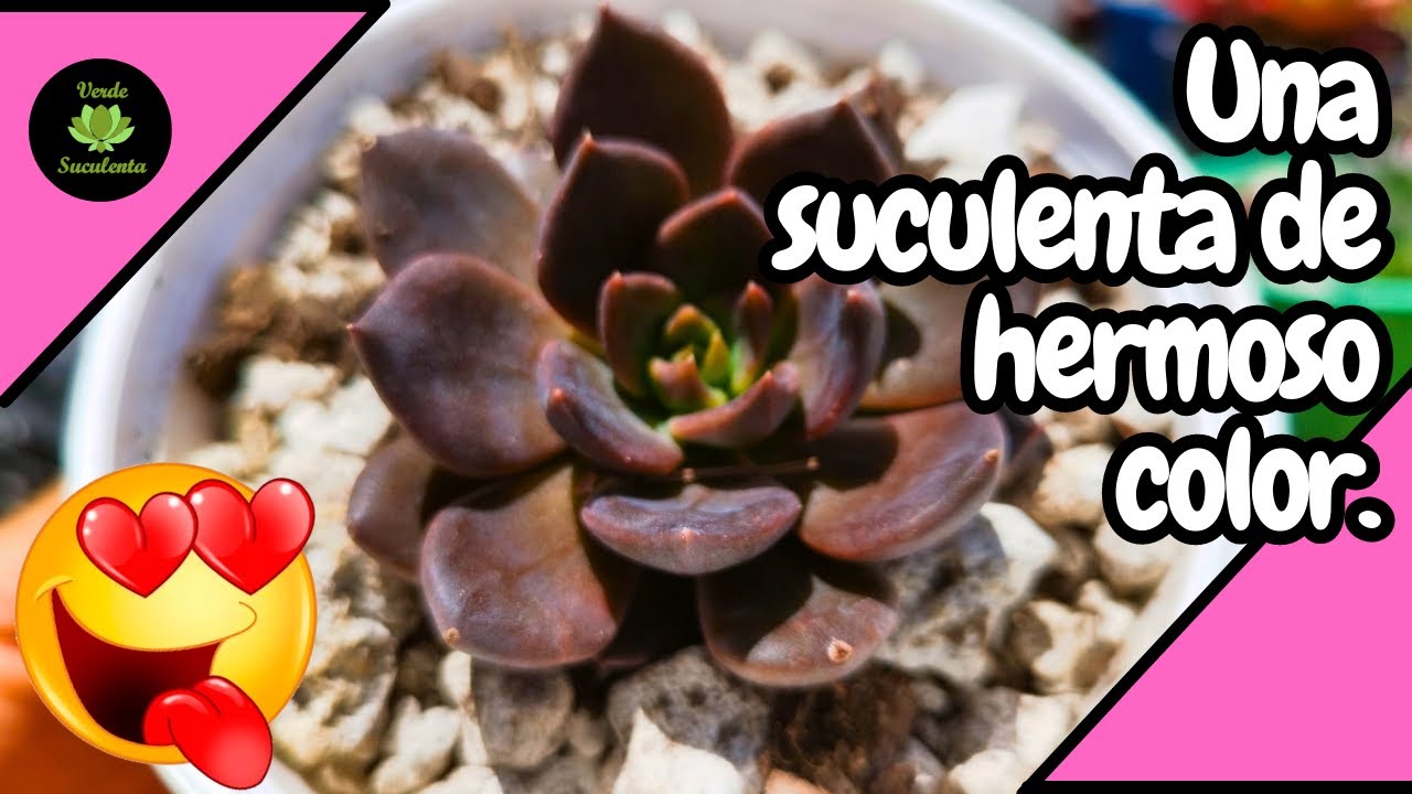 Echeveria °black prince° y los cuidados que necesita.