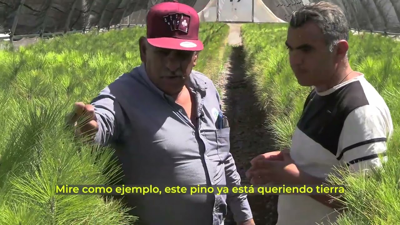 ¿Saben cómo se cultivan pinos para reforestar nuestra Sierra Tarahumara? Don Javier nos lo cuenta