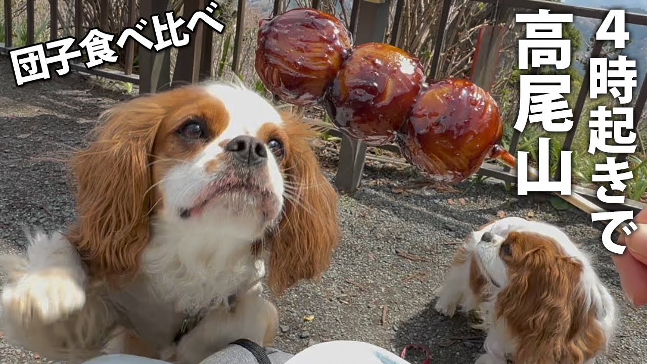 平日早朝で大正解だった犬連れ高尾山の１日
