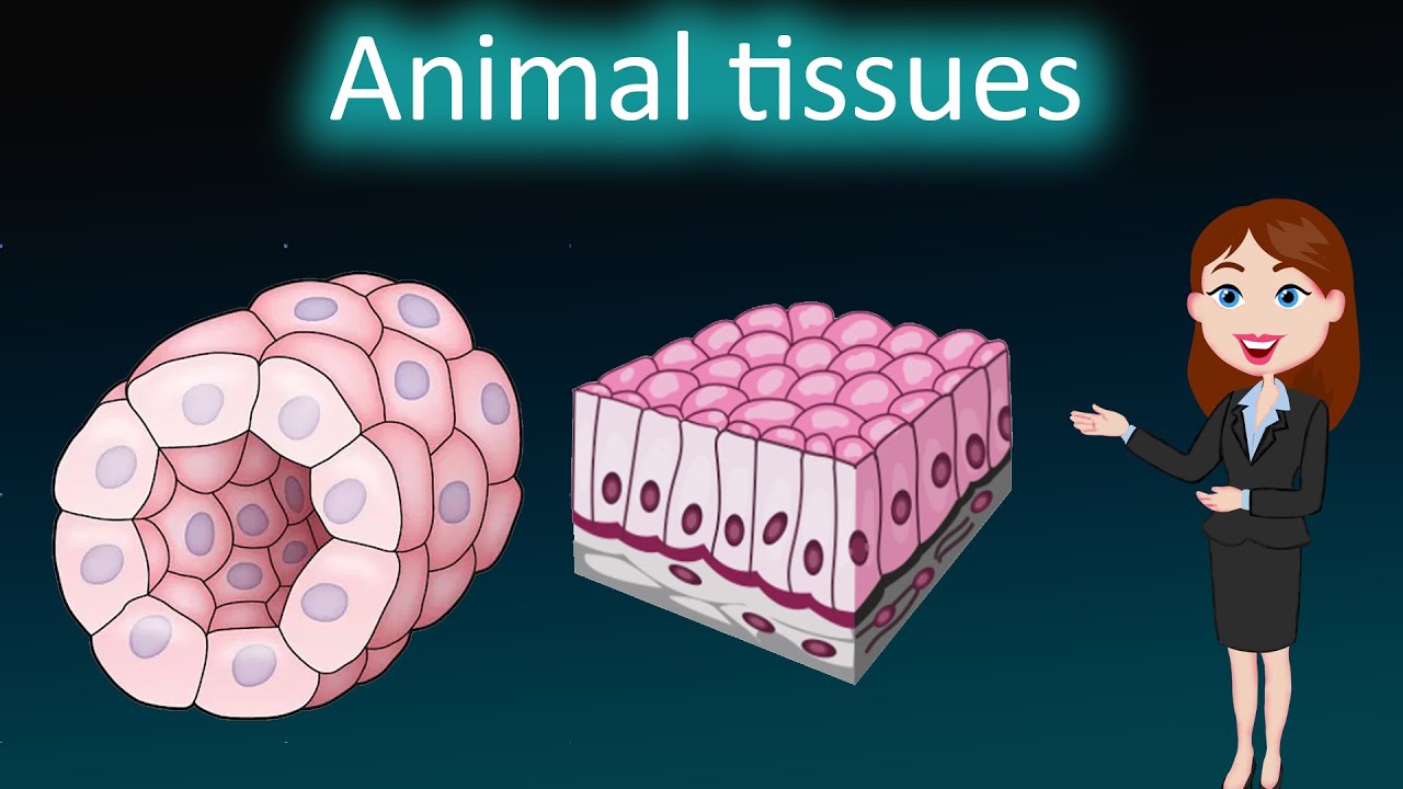 Animal tissues  ||  3D animated explanation || class 9th || Tissues  ||
