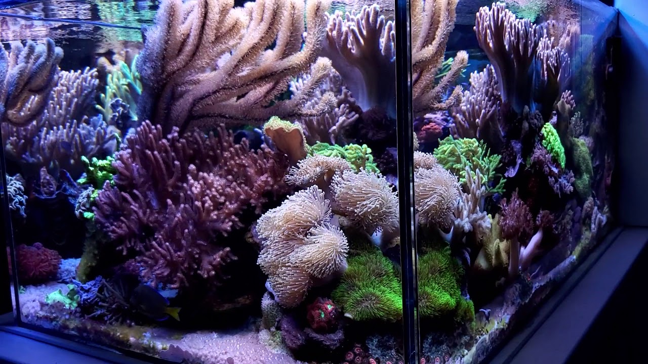 Softies & SPS combo reef tank