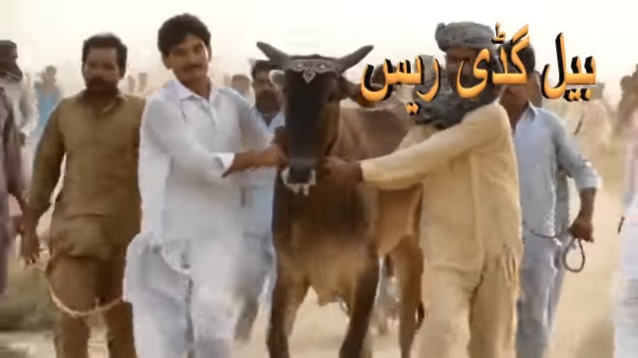 غازی آباد والی دوڑ bull race in pakistan 2018 race wala game