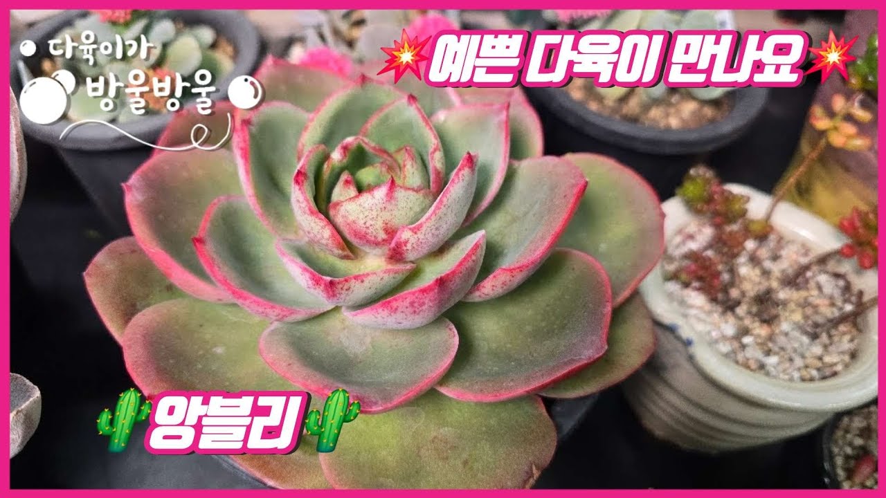 2602016 월요일 예쁜 다육이 구경하실 시간이에요~ 언니들~~~💕💕  ☎️010-8835-7281