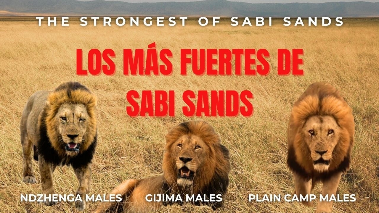 Las Coaliciones más Poderosas de Sabi Sands (Actualidad) | Plain Camp, Ndzhenga y Gijima #lion