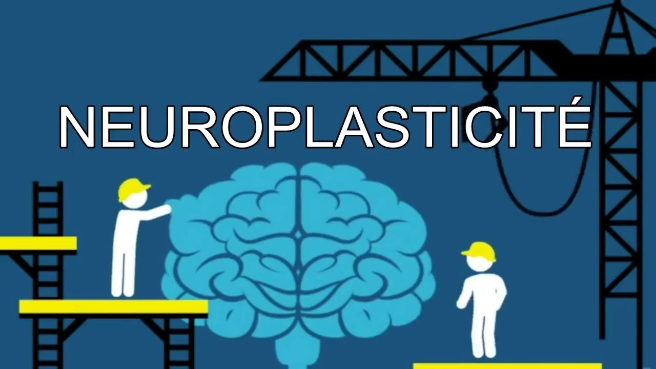 La plasticité cérébrale ou comment le cerveau s'adapte