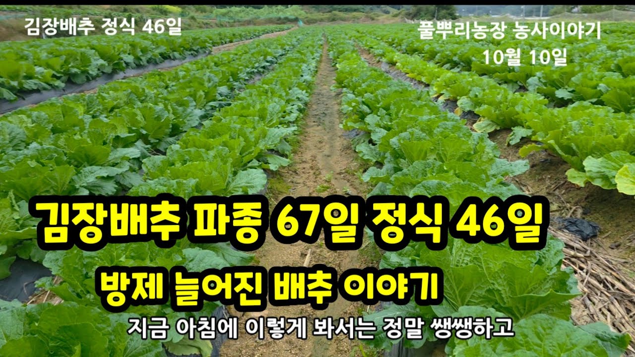 김장배추 파종 67일 정식 46일 배추밭 둘러보고 방제 늘어진 배추 관련 [배추재배방법]