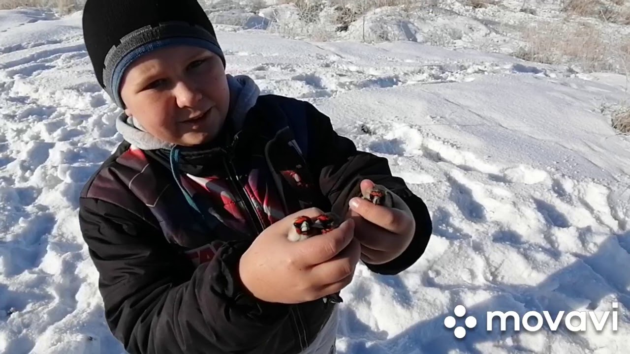 Ловля певчих птиц.Вьюрки и Щеглы! 03.01.2021. Catching songbirds.Finches and Goldfinches! 03.01.2021