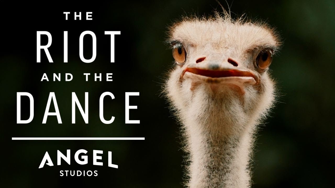 The Ostrich: God&rsquo;s Most Bizarre Creation! | The Riot and the Dance