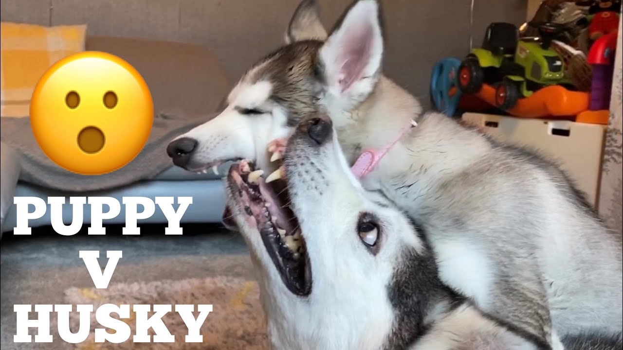 First Puppy Fight With My Husky! [MILLIES NOSE BLEEDING] [READ DESCRIPTION!]