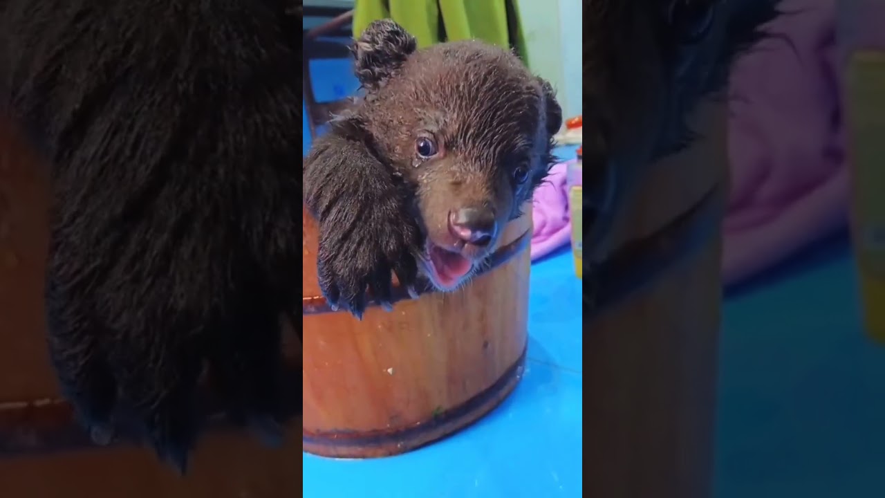 Rescue the bear cub#animalrescue #rescueanimals #animal