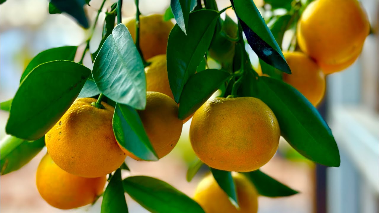 Texas Citrus - Republic of Texas Orange, Seto Satsuma, Calamoundin and Ponkan Mandarin