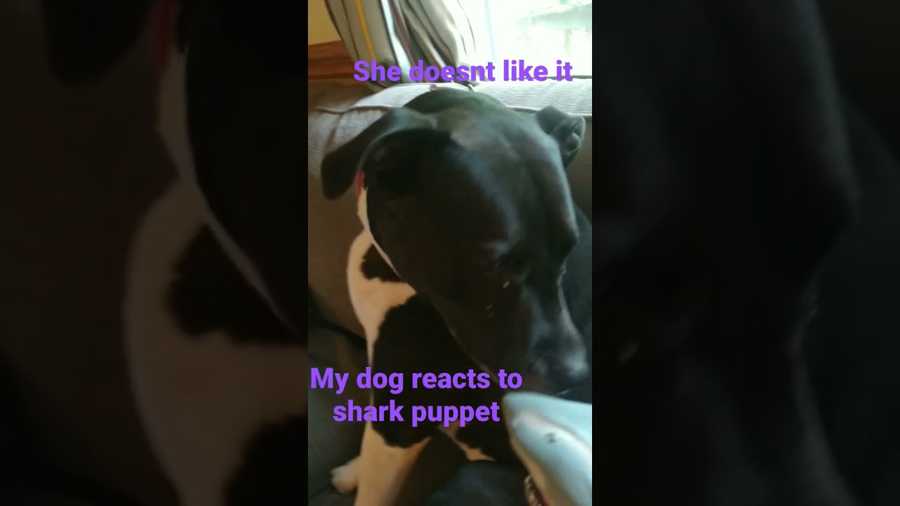 dogs reaction to shark puppet (not really funny XDD)