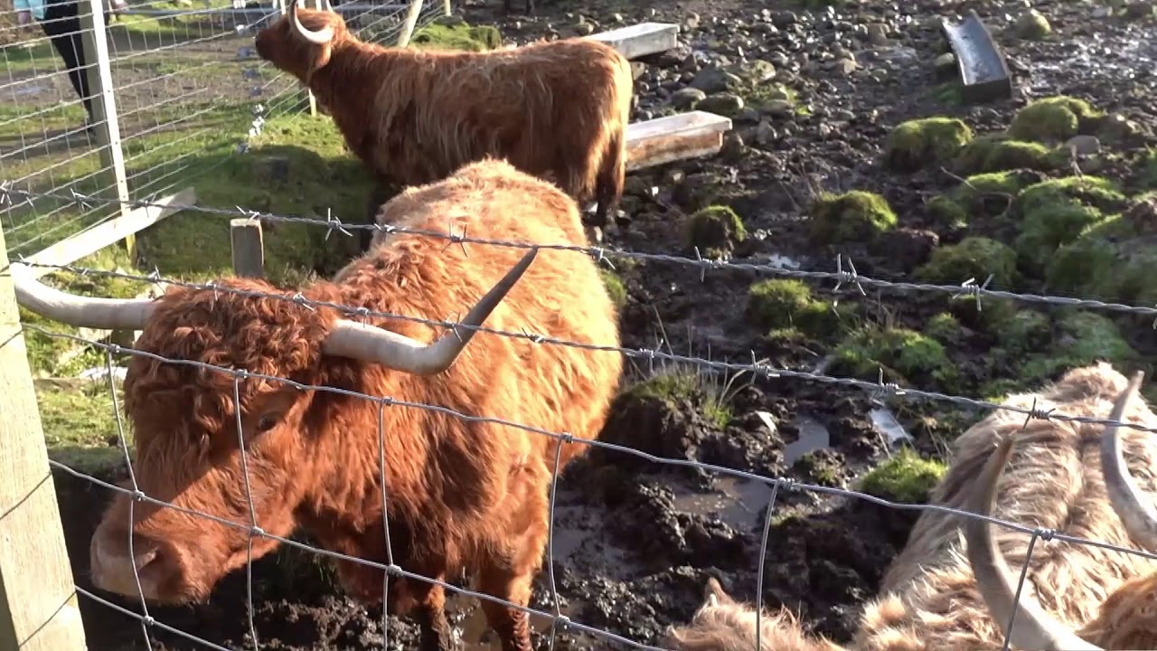Schottland im Winter /Tagestour zur Isle of Skye/ Es warten viele Highlights 🚌😍