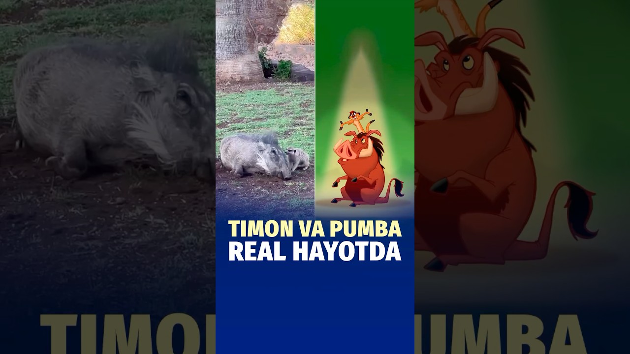 “Qirol sher” multfilmidagi Timon va Pumba hayotda ham mavjud