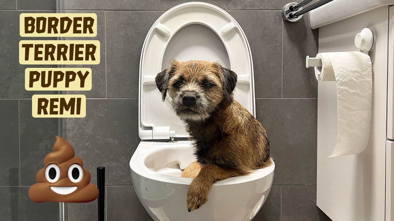 Toilet Training a Puppy in an Apartment | Border Terrier Puppy | Training Ep. 1