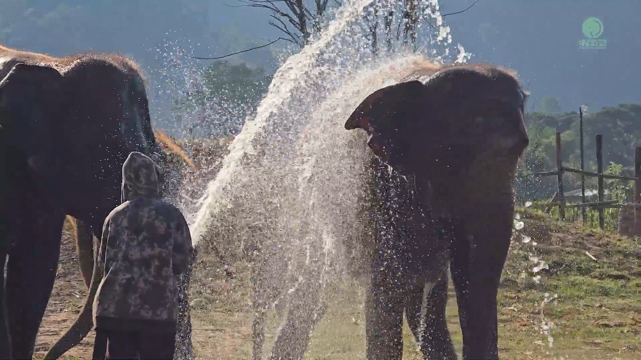 Splashing Smiles with the Elephant Chana Herd - ElephantNews