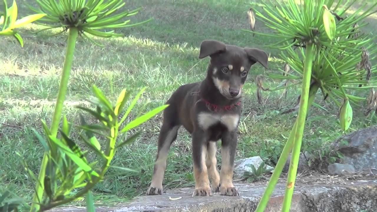 Kelpie ~ Pure Bred Red and Tan 2014 Litter