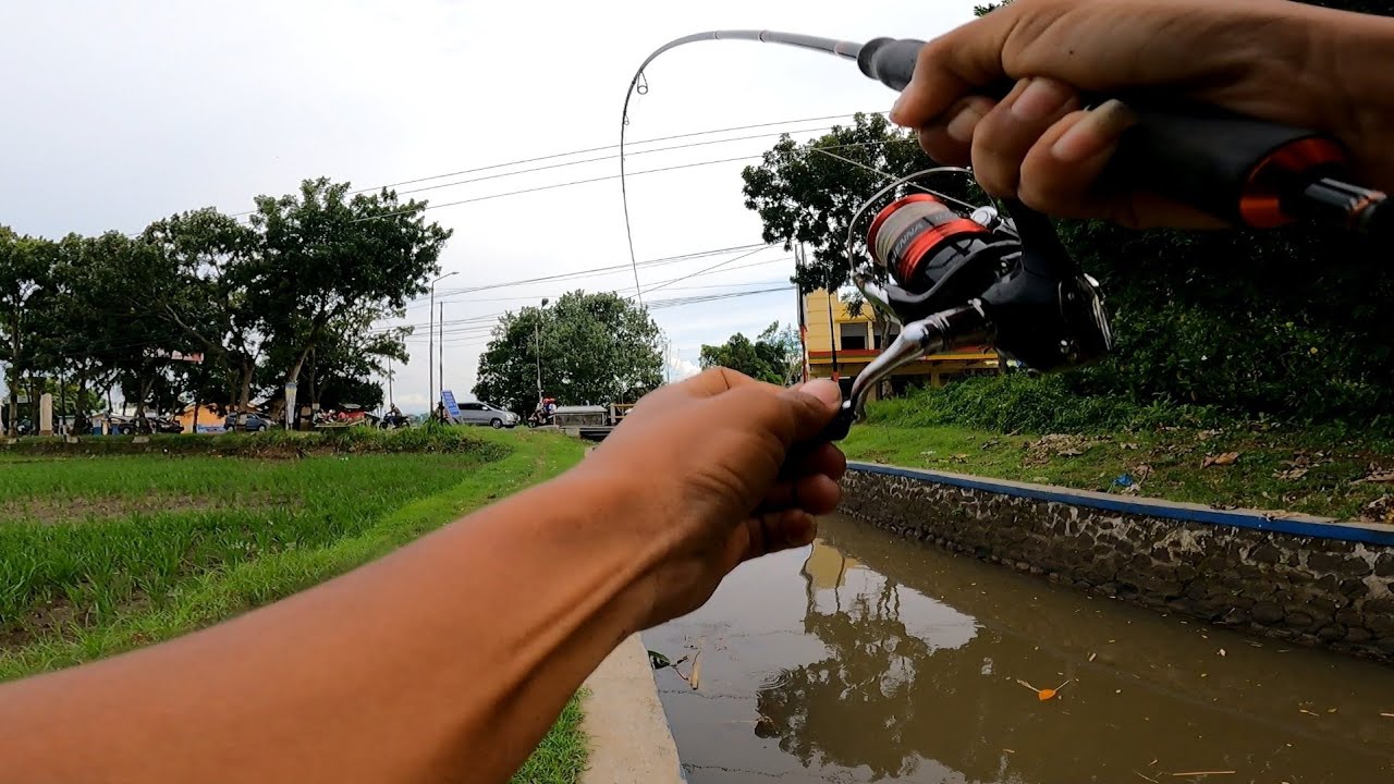 Perlawanan ikan BESAR .. Mancing di sungai pinggir jalan || casting ikan gabus