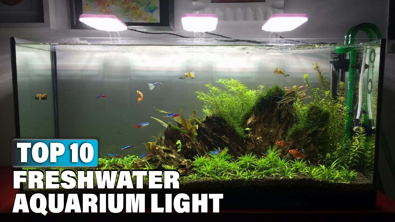 Best Freshwater Aquarium Light in 2025 (Top 10 Picks)