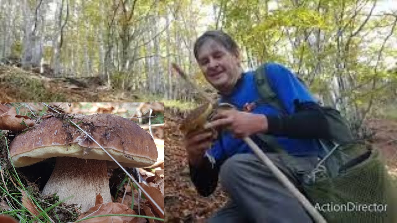 SEI MINUTI DI PURA FOLLIA A FUNGHI PORCINI CON IL GEOMETRA!!!