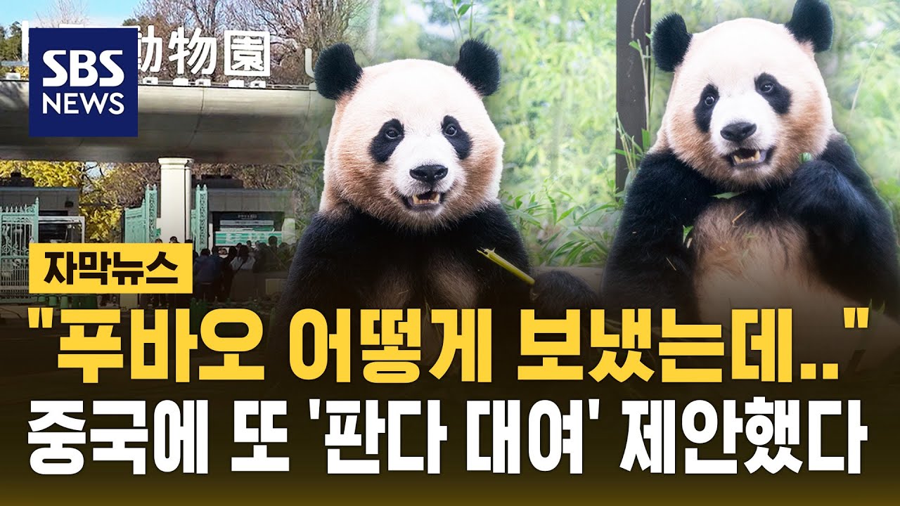 "푸바오 어떻게 보냈는데"…중국에 또 '판다 대여' 제안한 속사정 (자막뉴스) / SBS