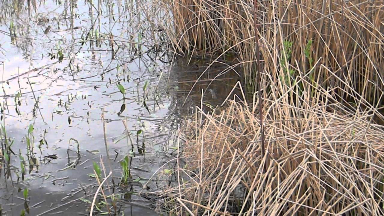 Икромет сазана. Нерест.