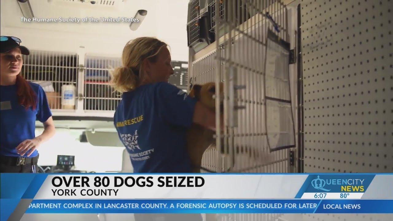 Dogfighting bust believed to be largest in SC history: DOJ