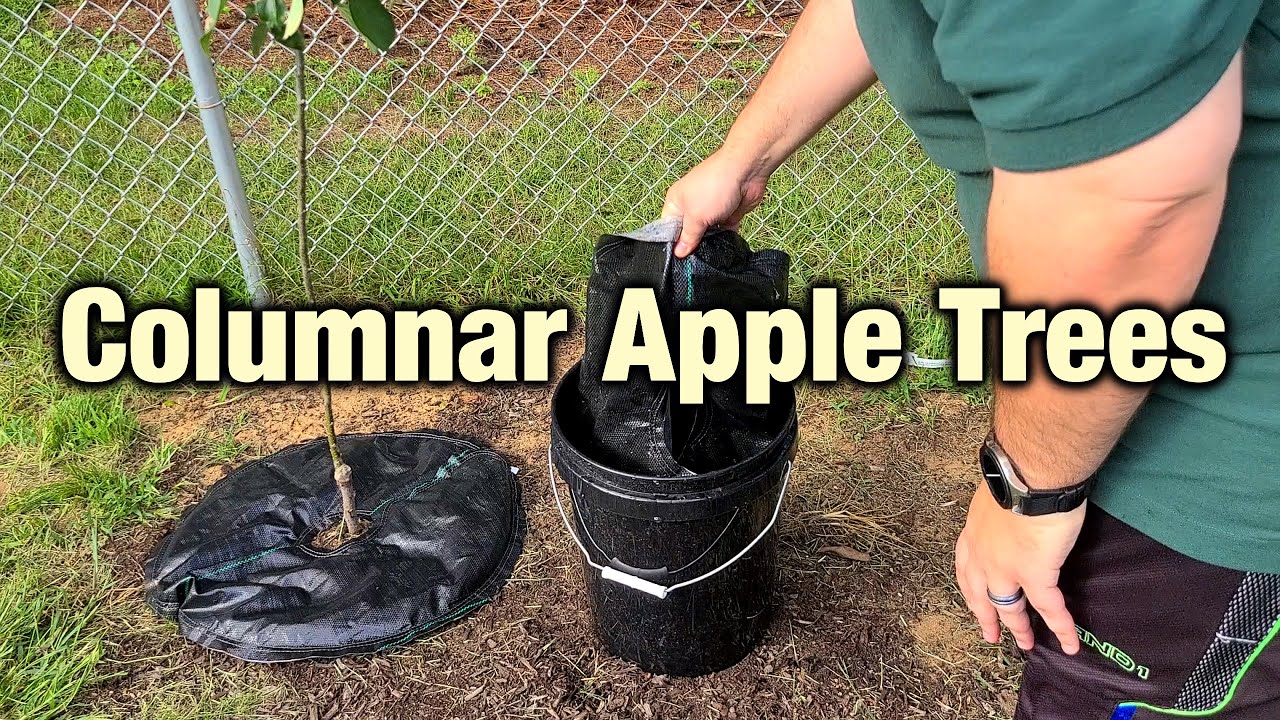 Columnar Apple Trees - Info, Watering, and Staking