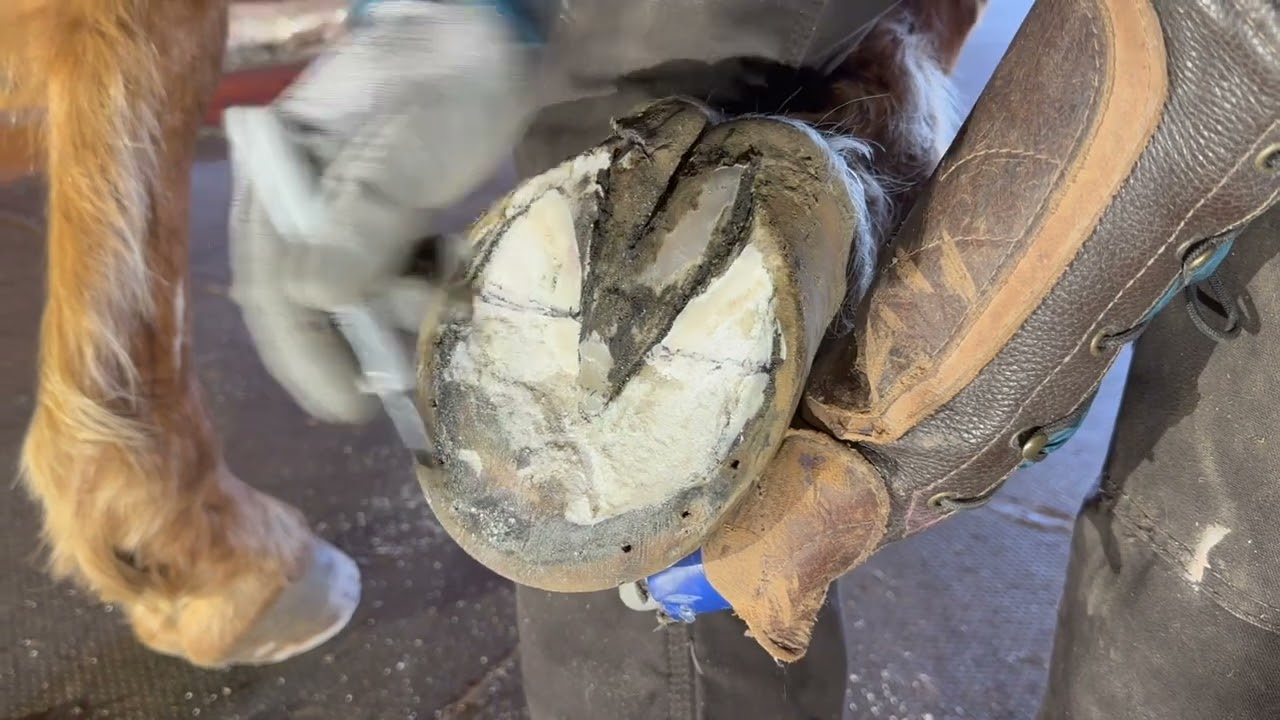 Horse with Long Hooves Transitions to Barefoot, Hoof Mapping, Trimming Behind the White Line