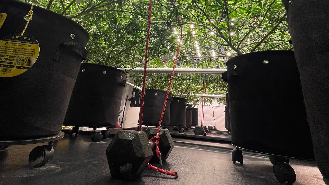 Thank you to all who attend and watch Scrog School 👊