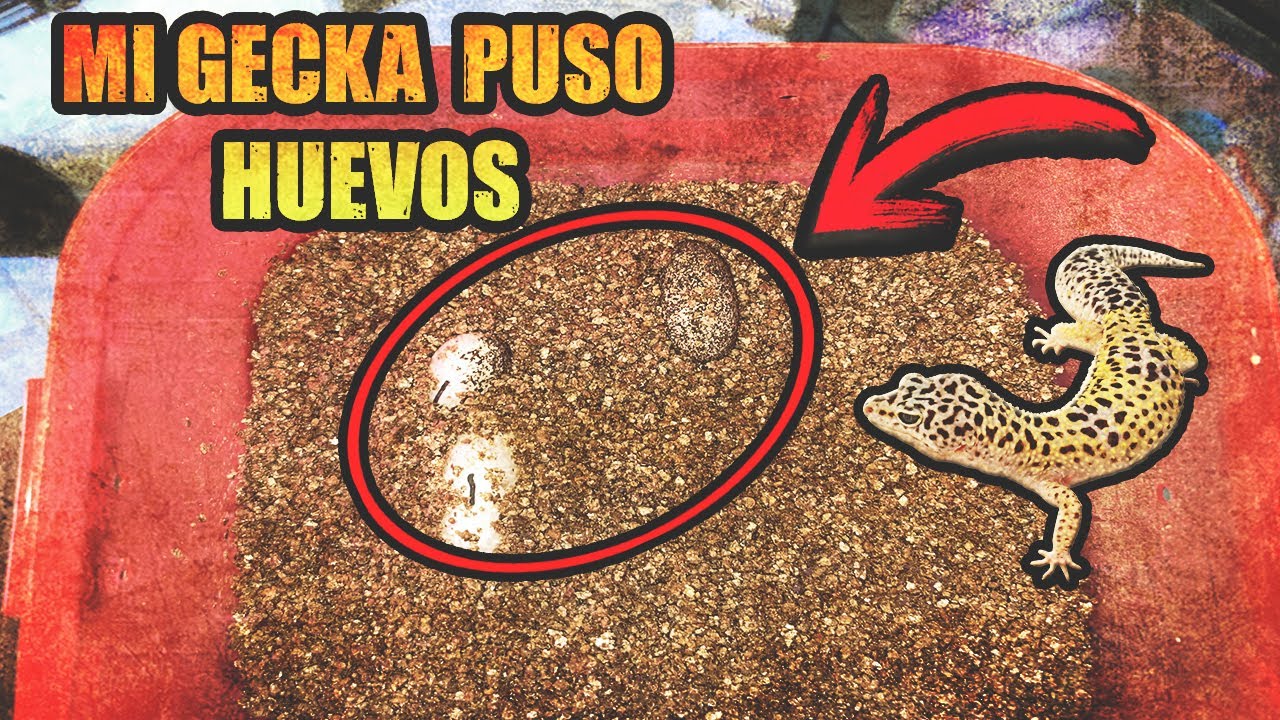 MI GECKO PUSO HUEVOS!!!
