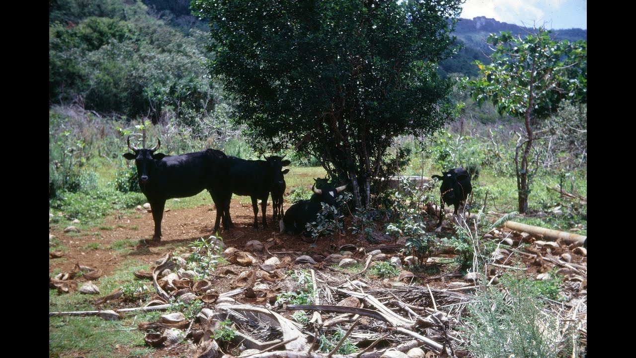 Rota Cattle Farming & Ken Jones, NMI, Micronesia 1968