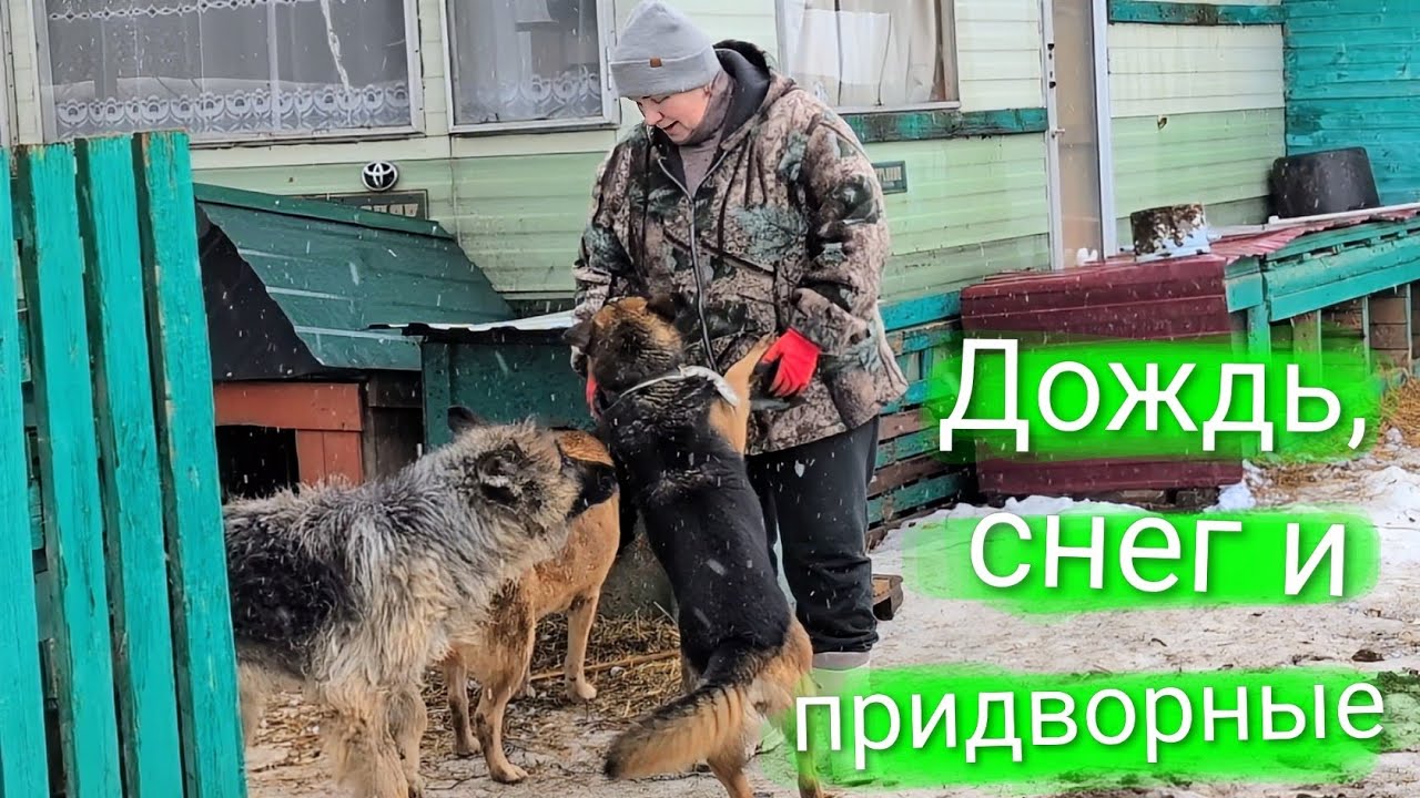 Дождь, снег и придворные 