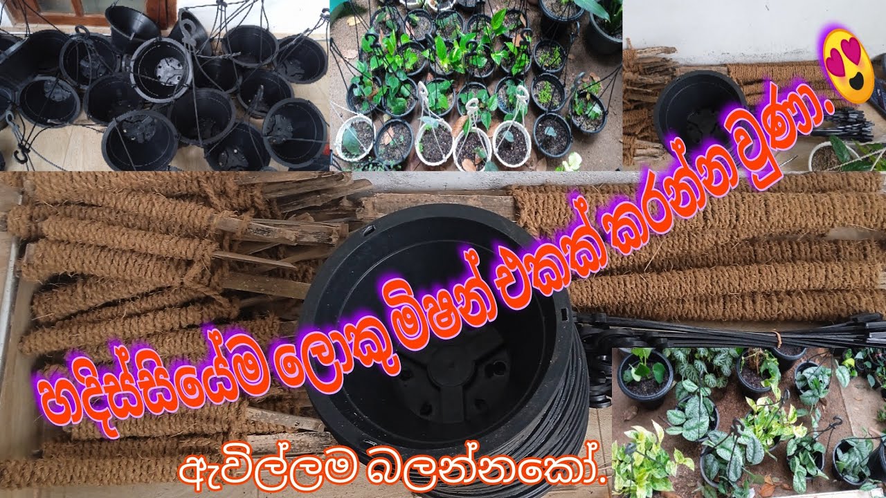 හදිස්සියේම ලොකු මිෂන් එකක්.😍 ඇවිල්ලම බලන්නකෝ.😍