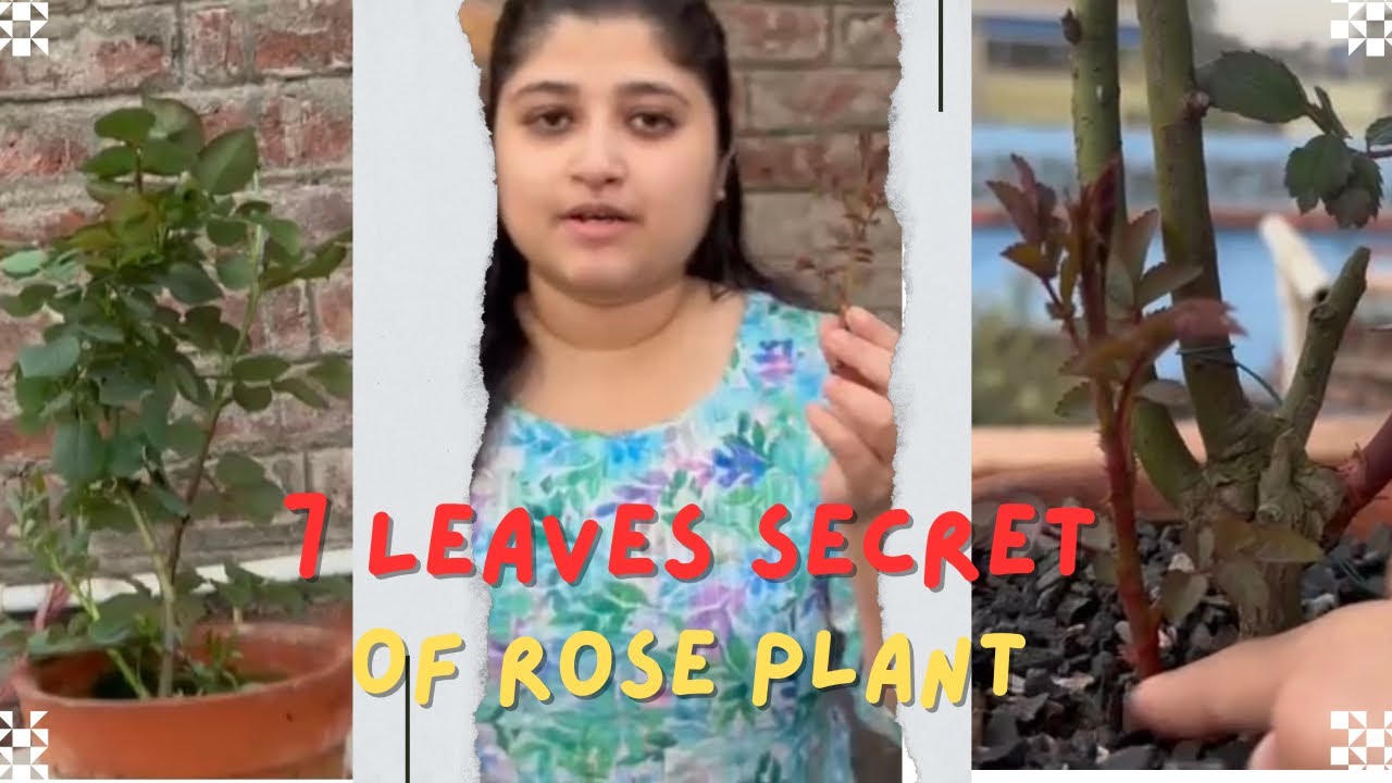 7 Leaves In Rose Plant | How To Identify | Problem Solution | Rose Care Tips 