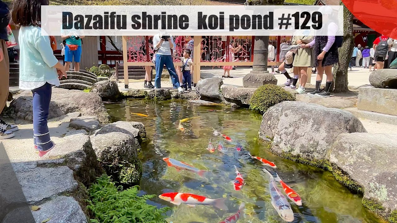 Dazaifu shrine koi pond(Dazaifu, Fukuoka)